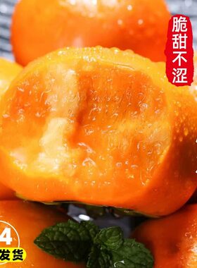 阳丰巧克力脆柿子新鲜水果脆皮柿子甜柿子冰糖心当季水果整箱包邮