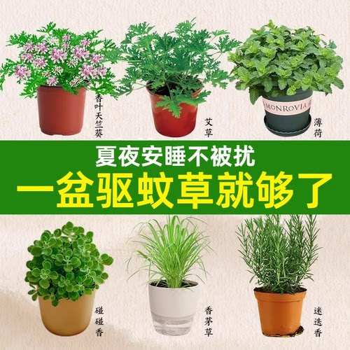 蚊子草盆栽驱蚊草植物室内外香叶
