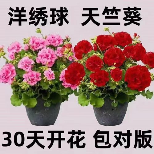 天竹葵盆栽大花竺葵花苗盆栽带花