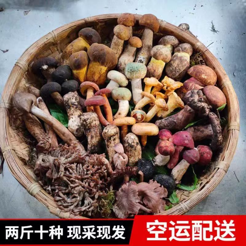 云南野生菌菇组合松茸