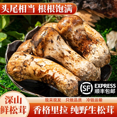 云南香格里拉松茸新鲜新鲜野生菌