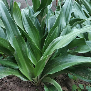 中华红果金边青叶万年青订婚乔迁之喜吉祥花卉旱三七阳台盆栽绿植