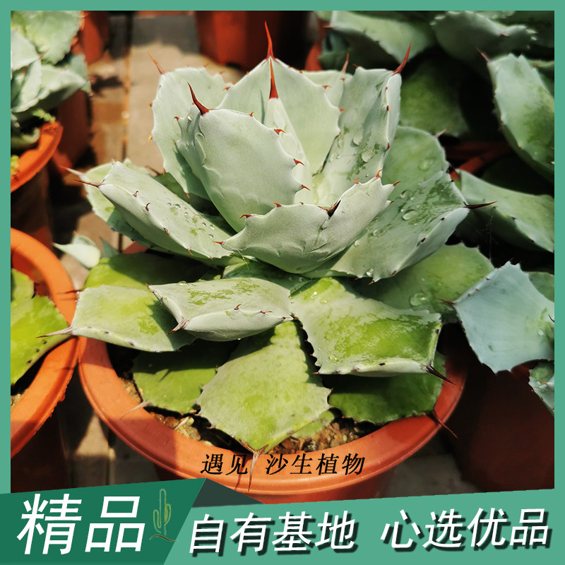 丸叶雷神大型龙舌兰科厚叶雷神景观庭院造景阳台组合植物绿植盆栽