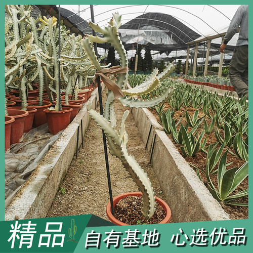 白龙骨白帝锦盆栽沙生量天尺造型