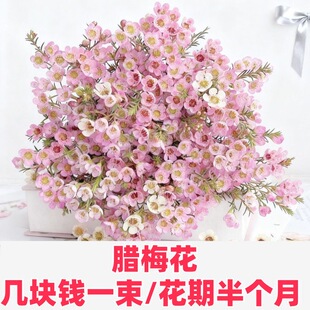 澳洲腊梅年宵鲜花云南基地直发超长花期鲜切花水培植物室内花卉