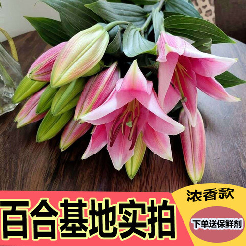 云南昆明基地香水百合现采直发真花鲜花水养插花家用办公同城速运