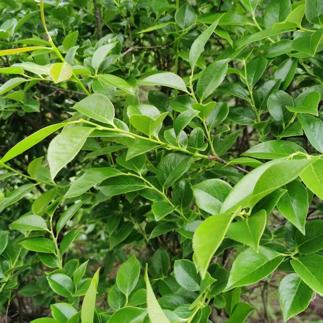 乌米饭叶黑饭叶鲜乌饭叶乌饭草叶南烛叶乌米叶 江苏浙沪皖包邮