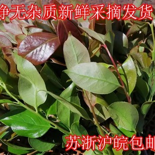 2026年4月新叶见