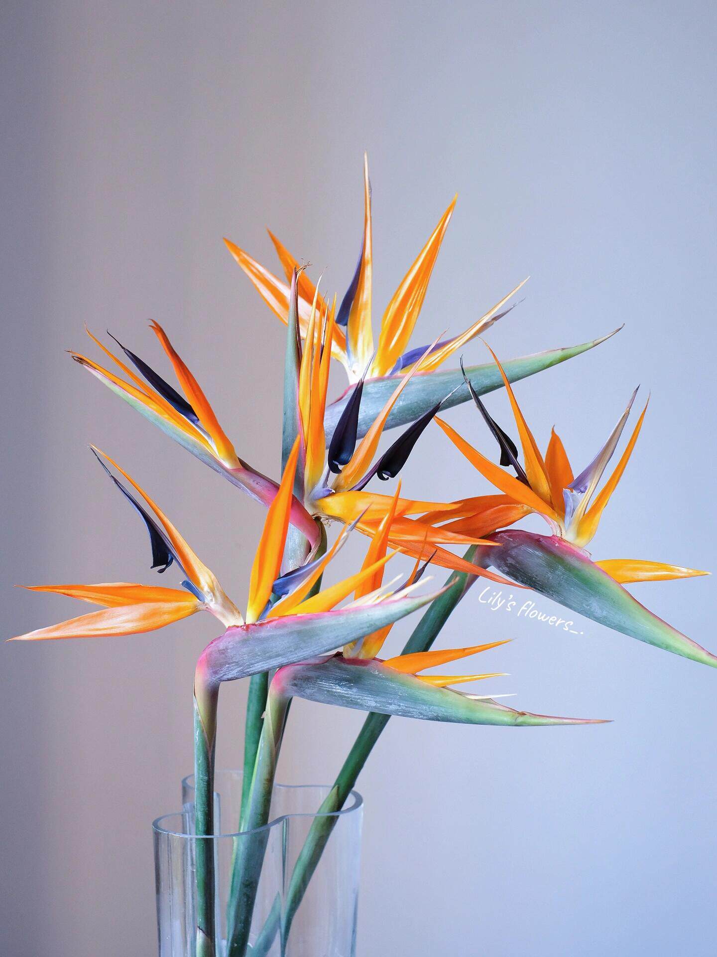 鹤望兰鲜花天堂鸟叶富贵鸟黄金鸟鲜切花活动花束高端花材