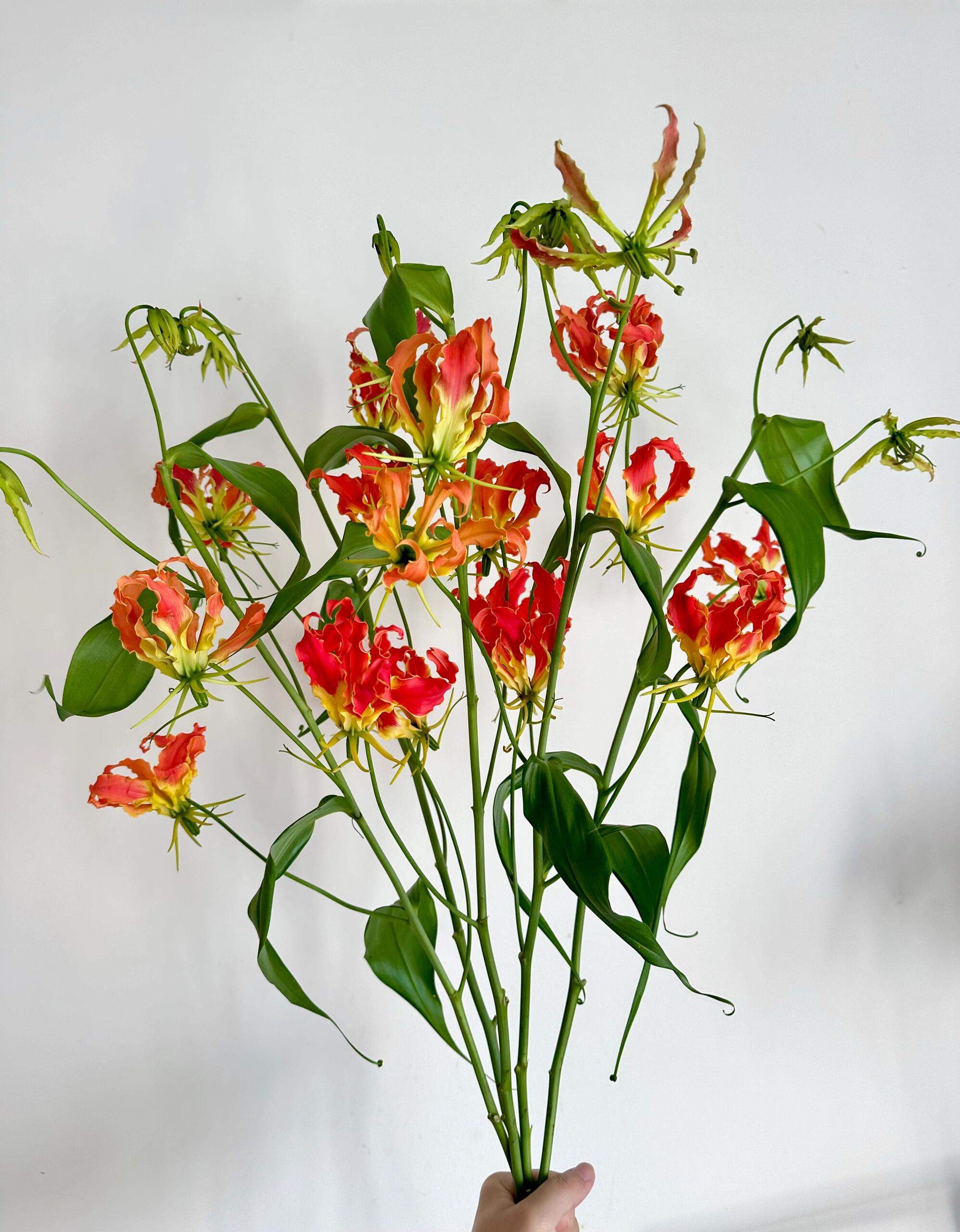 精选嘉兰百合鲜花水养鲜切花稀有室内插花观赏装饰百合花云南直发图片