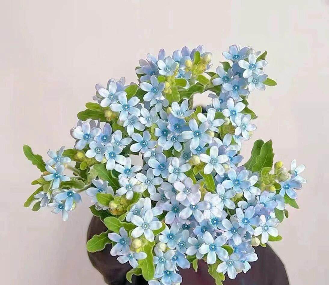 蓝星花鲜花切花草花搭配家庭水养插花花艺花束云南基地顺丰包邮