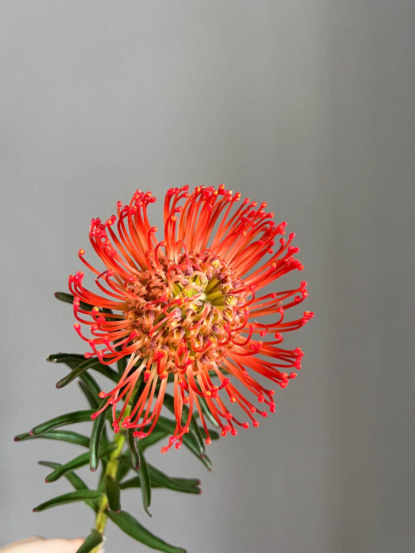 针垫花顺丰云南基地直发水培鲜切花插花南非进口花材橘色针包花