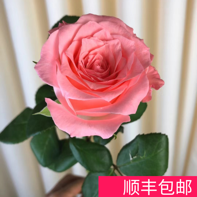 昆明玫瑰花戴安娜鲜花百合真花水养插花混搭花束鲜花基地直发顺丰