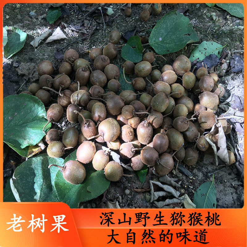现摘新鲜野生绿心猕猴桃老树果