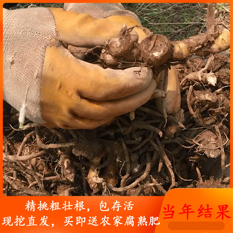 阳荷种根苗洋火姜种子根多年收蔬菜洋河农家野菜阳姜洋霍姜笋阳合