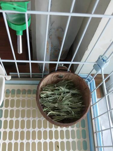 包邮龙猫兔子金丝熊仓鼠松鼠宠物椰子壳椰壳食盆碗耐啃咬窝