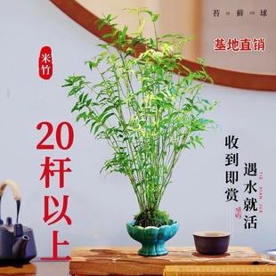 苔藓球米竹红观音竹微观盆景客厅室内桌面盆栽禅意造景绿植竹子