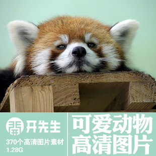 可爱小动物熊猫浣熊猴子考拉狐狸松鼠海豹等无版权高清图片素材-2
