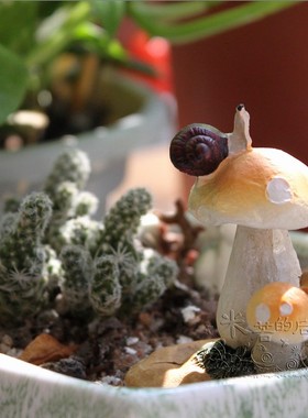 乡村风微景观多肉蘑菇蜗牛小摆件
