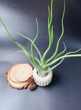 章鱼卷--章鱼杂电卷 showtime空气凤梨无土植物办公室绿植