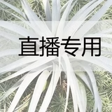 直播江苏空气凤梨基地