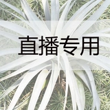 直播多明戈空气凤梨去除甲醛甲苯