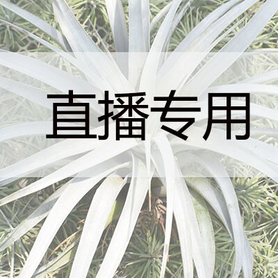 直播江苏基地坐美人去除甲醛甲苯