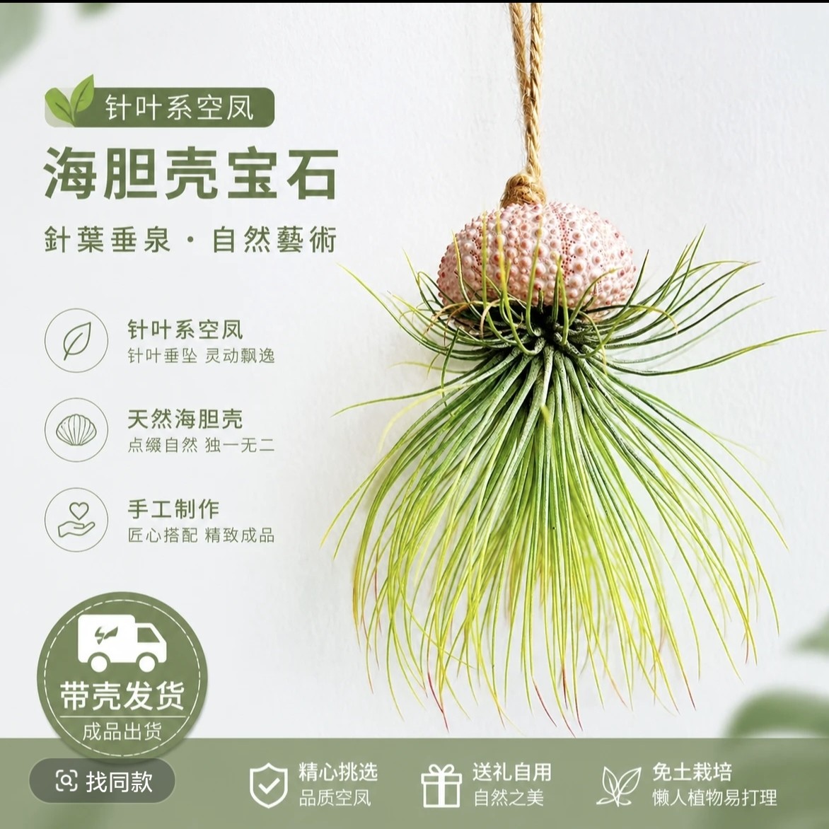 宝石送鸟巢（0度以下不要拍）-绝美针叶类空气凤梨办公室绿植家居