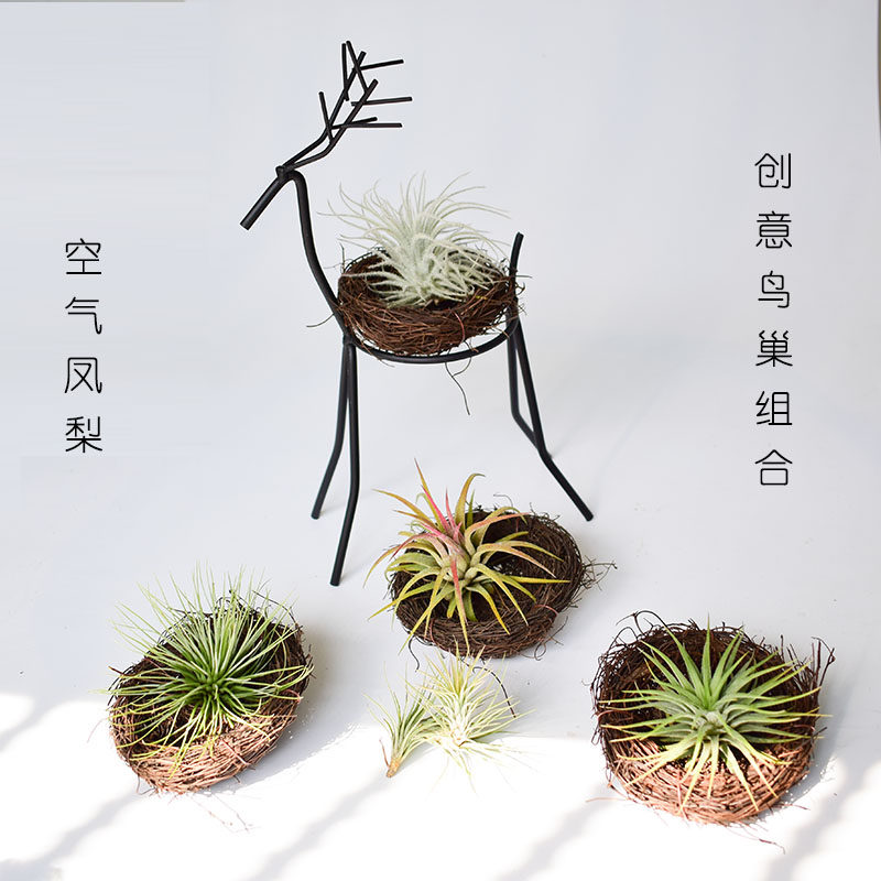 空气凤创意梨家居装饰无土植物花卉盆栽多肉鸟巢组合空气草精灵
