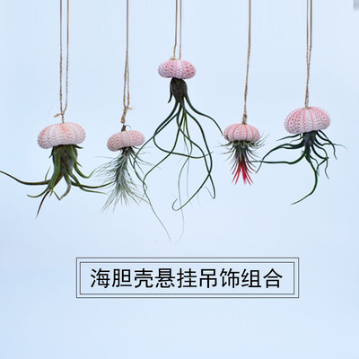 空气凤梨卧室去除甲醛