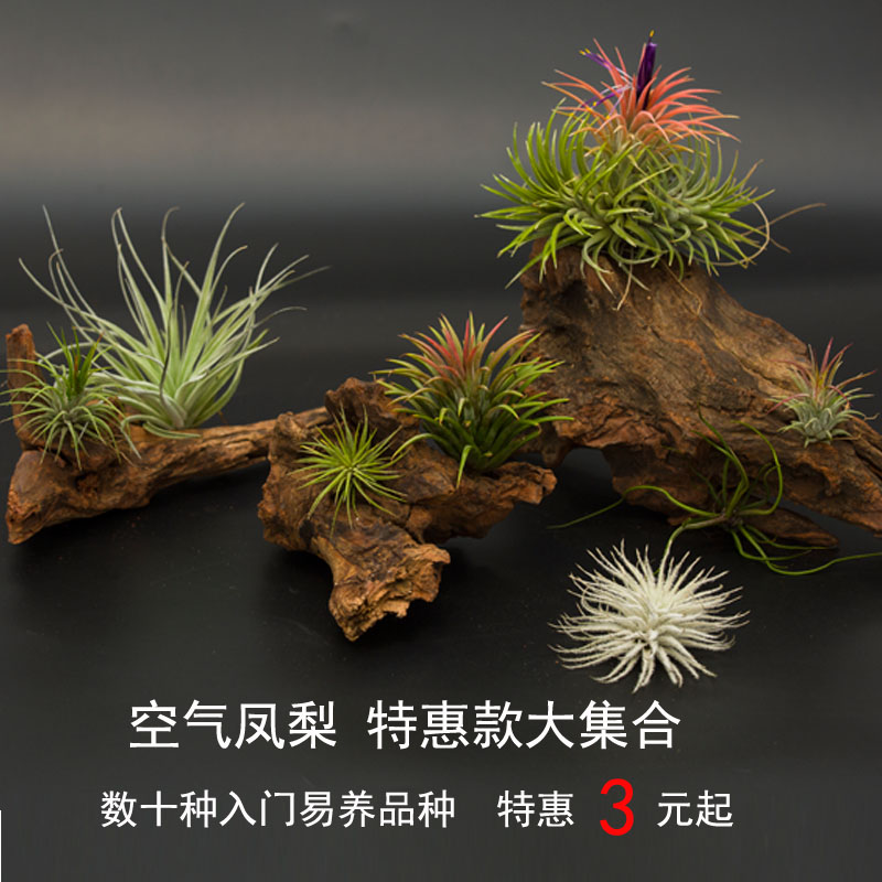 空气凤梨无土精灵空气草老人须美杜莎霸王不含底座促销款满额包邮