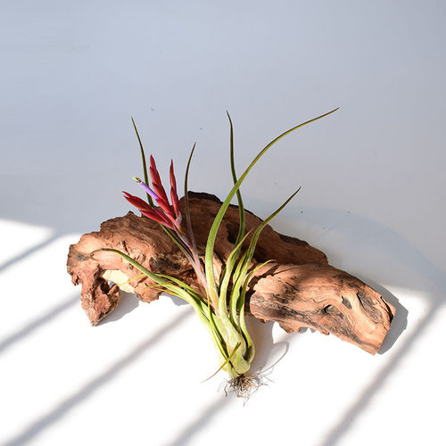 美杜莎空气凤梨满额无土植物包邮