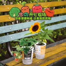 迷你植物自动吸水儿童DIY种植创意可爱开心农场桌面小盆栽微景观