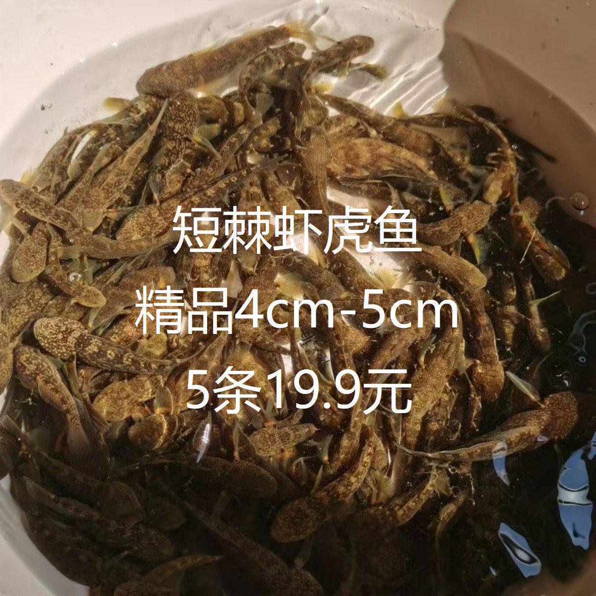 东北短棘缟虾虎鱼冷水原生鱼淡水不加温观赏鱼