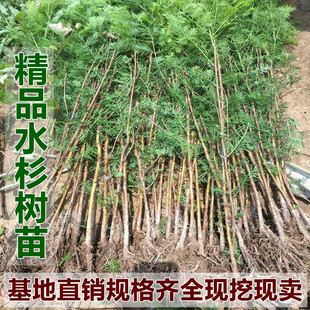 水杉树苗云杉小苗盆栽苗绿化庭院行道树南北方苗木种植水杉小树苗