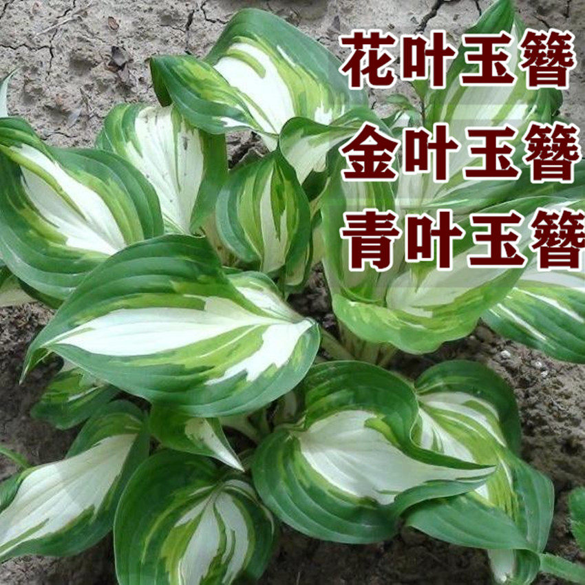 庭院绿化苗 盆栽花卉绿植花叶玉簪青叶金边玉簪花苗植物当年开花