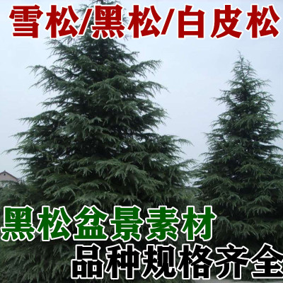 雪松树苗白皮松树苗黑松树苗绿化工程庭院占地苗木黑松盆景素材