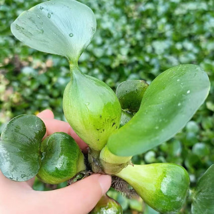 水葫芦浮萍水草鱼缸鱼池水上植物和鱼共养冒泡净化水质养鱼水芙蓉