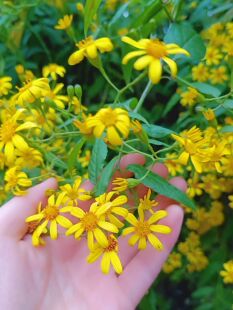 500g包邮千里光新鲜九里光黄花草九里明黄花母中草药干货种苗成都