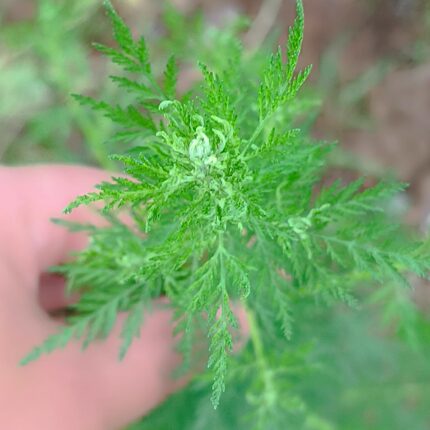 新鲜青蒿苦蒿非种植现挖洗脚泡澡山地野外现采成都发货