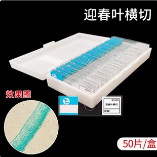 迎春叶横切生物切片 运动神经元青霉装片显微镜实验玻片教学人血