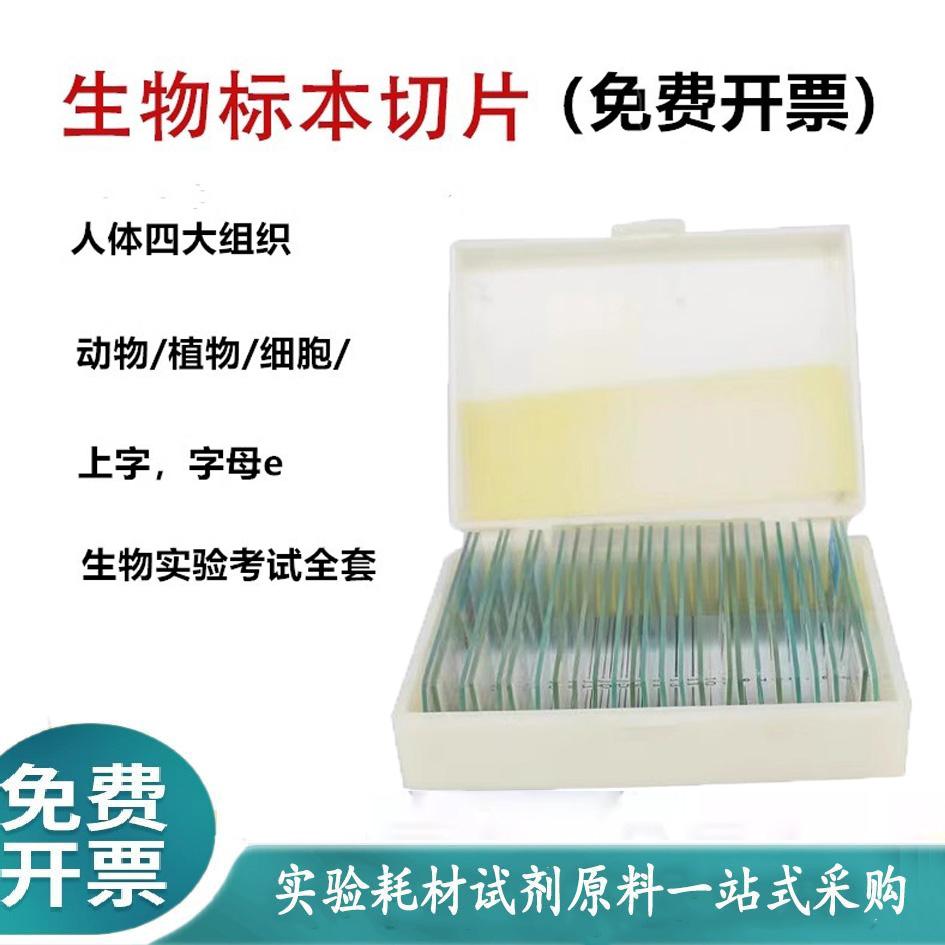 生物切片人血涂片人体四大组织字母e上字神经上皮结缔肌肉组织