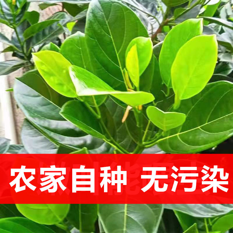 现摘30张新鲜菠萝蜜叶子