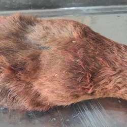 带皮毛骆驼蹄子 带驼掌带脚甲壳 可食用 脚甲为药材棒骨为工艺品