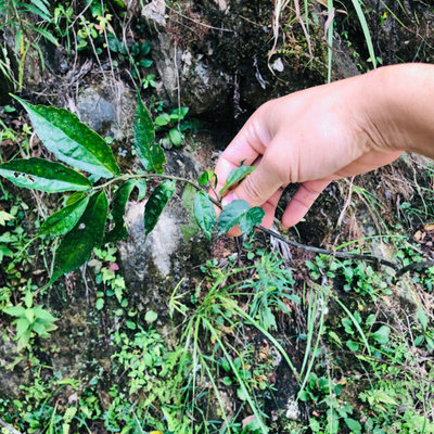 新鲜现采正宗赤车非楼梯草深山石拐骨岩下青坑兰拔血红乌梗子500g