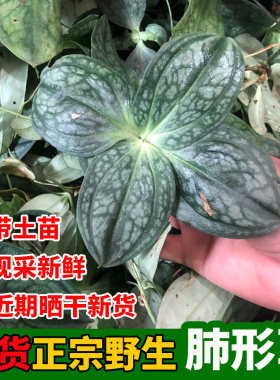 新货野生肺形草新鲜西瓜皮铁交杯