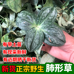2026年新货野生大叶肺型草新鲜铁交杯蝴蝶草金丝蝴蝶肺形草西瓜皮