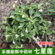 新鲜野生七星莲野菜黄瓜香人参草中药材地白菜茶匙黄匍伏堇提脓草