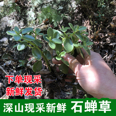 深山石蝉草火伤叶胡椒草