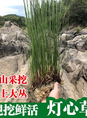下单现挖鲜活灯芯草苗灯心草盆栽